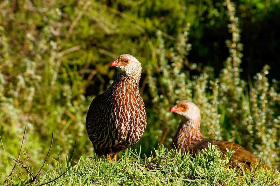 Scaly Francolin